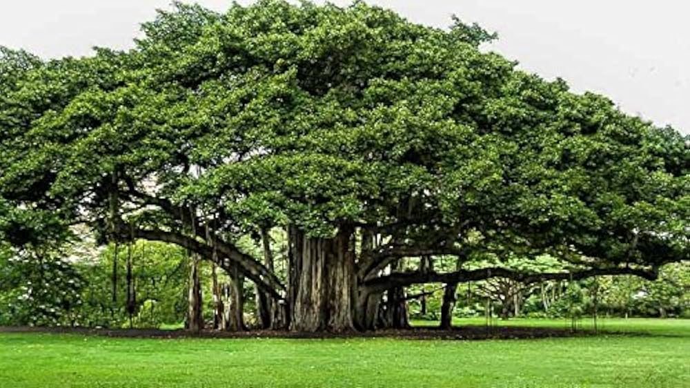 Banyan Tree: Full Guide (And Thing You Never Moves), 51% OFF