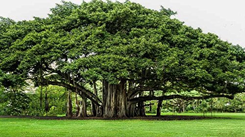 See full amazon price history chart for Creative Farmer Tree Seeds Banyan Tree -Al Maram Office Houseplant 20 Seeds Kitchen Garden Seeds Pack Creative Farmer Tree Seeds Banyan Tree -Al Maram Office Houseplant 20 Seeds Kitchen Garden Seeds Pack (B078R6BTLR) Amazon Price History, Amazon Price Tracker