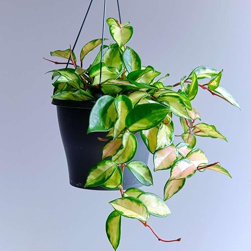 Miniatura 4 de Hoya Australis - Planta viva para interior  Diferentes plantas de interior en maceta de 4 y 6 pulgadas  Decoración de plantas de casa real para sala