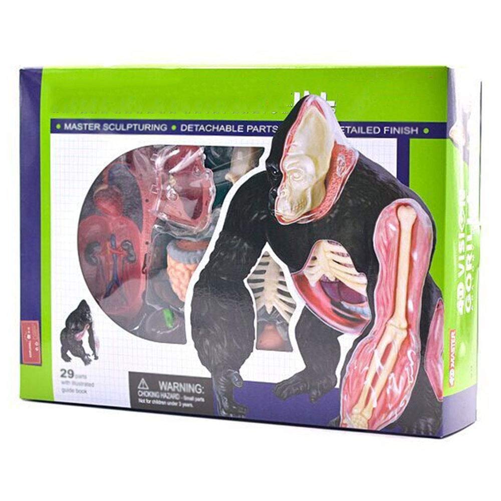 Modelos anatómicos, Modelo anatómico de la estructura los órganos del simio espalda plateada - Material plástico desmontable, modelo enseñanza médica, material didáctico educativo
