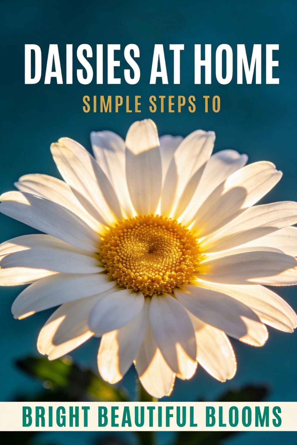 Daisies at Home: Simple Steps to Bright, Beautiful Blooms