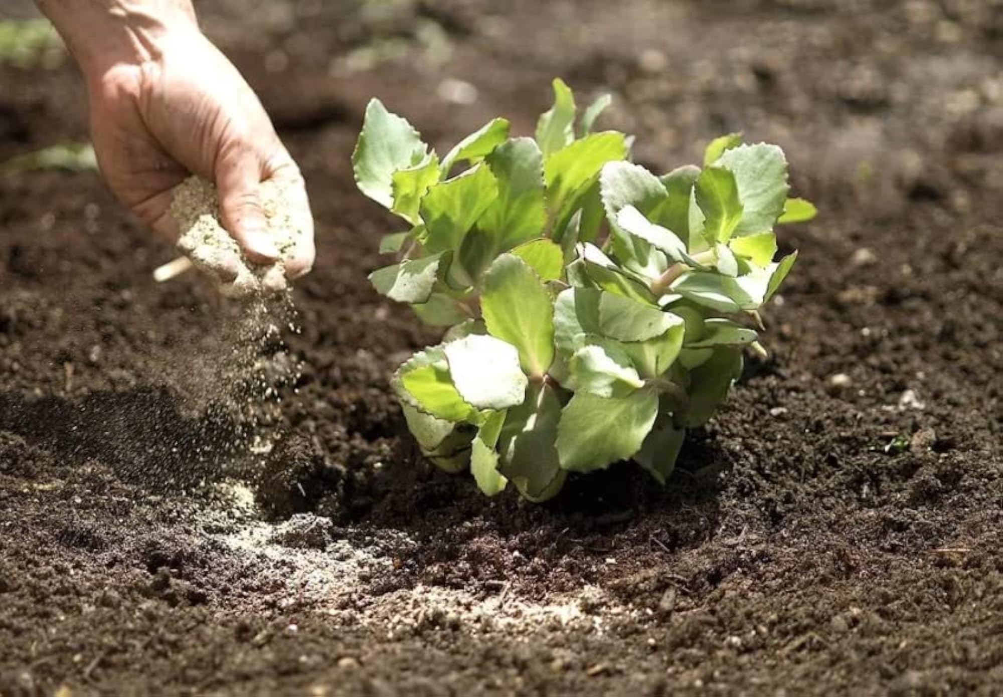 Nicotox-D Tobacco Dust Powder for Plants, Organic Pest Control