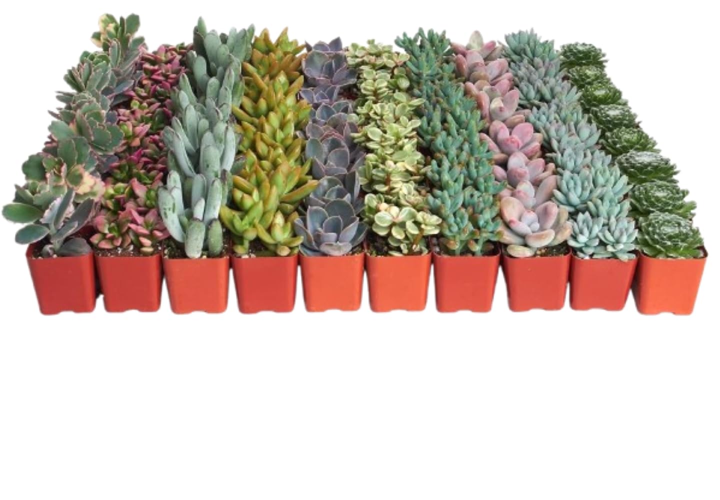 succulent pastel Graptoveria 'Debbie' - Vintage Pastel Succulent