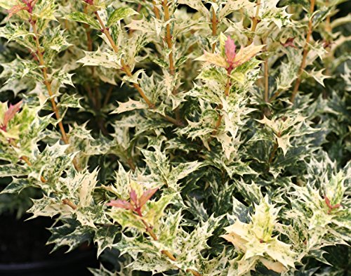 Goshiki Variegated Tea Olive (Osmanthus) - Live Plant - Quart Pot #TOP1