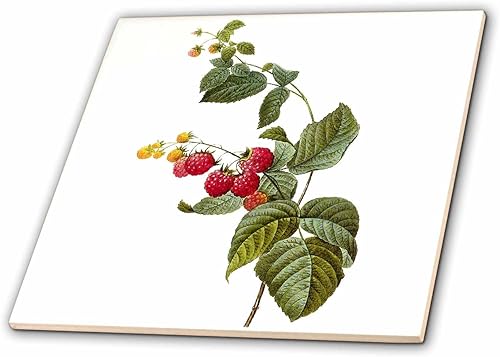 Miniatura 2 de 3dRose Redoute - Planta de frambuesa y acuarela vintage Rubus Sp - Azulejo de cerámica, 6 pulgadas (ct_106861_2)