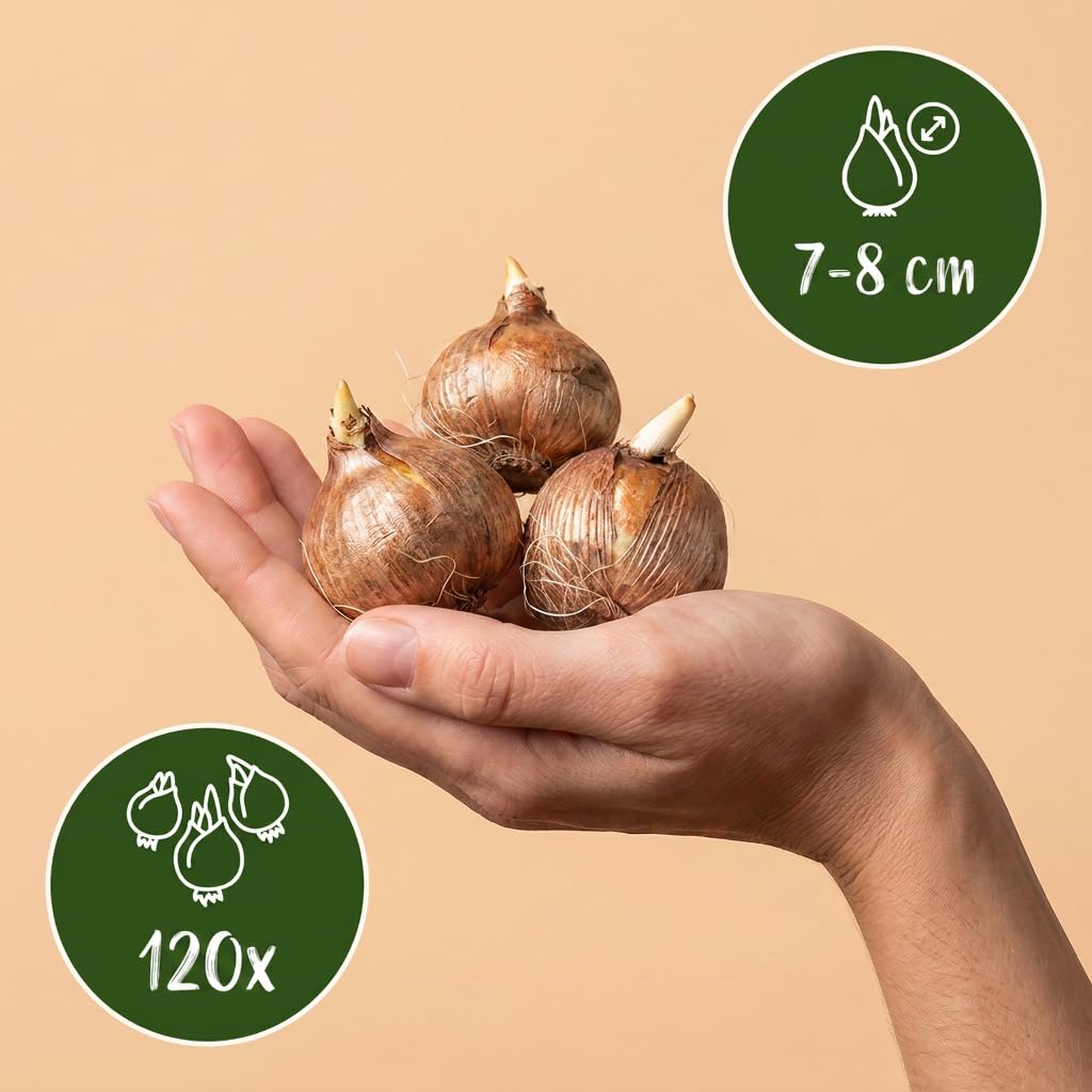 Green boutiQ - 120x Crocus Large Flowering Mix - Großblumige Krokus-Mischung - Diverses - Frühlingsblüher - Zwiebelgröße 7/8