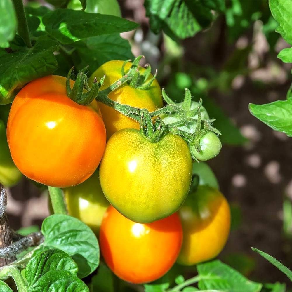 Amazon Co Jp ミニトマト苗 テーブルトマト苗 イエロー 黄色実ミニトマト 野菜苗 9cmポット自根苗 黄色実2個セット 支柱いらずで楽々多収穫 Newタイプミニトマト ヨーロッパで育種された 日本ではまだほとんど販売されていない立ち性テーブルタイプ矮性ミニトマト