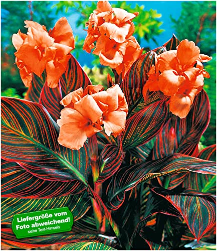 BALDUR Garten Canna 'Durban';2 Knollen Canna indica Indisches Blumenrohr