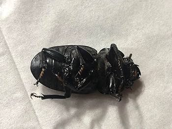 Amazon.co.jp: 死虫 標本用 オオクワガタ ⑫ 6頭セット W : おもちゃ