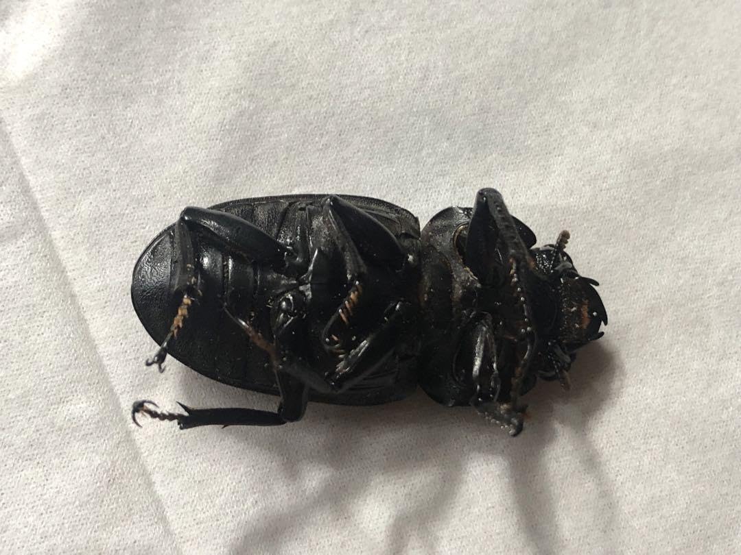 Amazon.co.jp: オオクワガタ 標本用 死虫 ⑫ 6頭セット : おもちゃ
