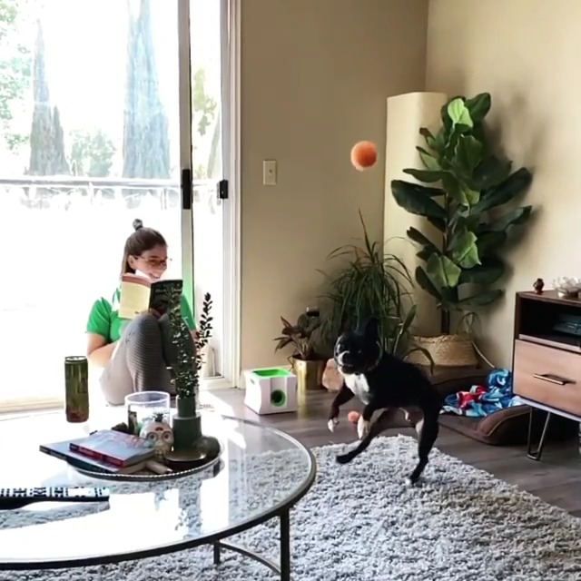 Small Interactive Ball Launcher with Rechargeable, Automatic Dog Ball Thrower for Mini Dog (Small Machine with 3 Balls) - image 6