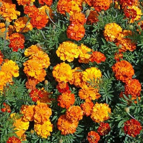 garden plant best flower seed spring