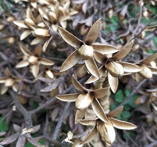 Toona sinensis (Chinese Toon, Chinese Mahogany, Red Toon) Tree Seed, Small Fragrant White to Creamy-White Flowers, Star-Shaped Fruits, You Choose The Quantity (1 Pack)