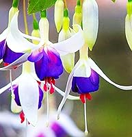 Vista 2 de Semillas mixtas de flores fucsias perennes caseras bonsái 100 piezas semillas