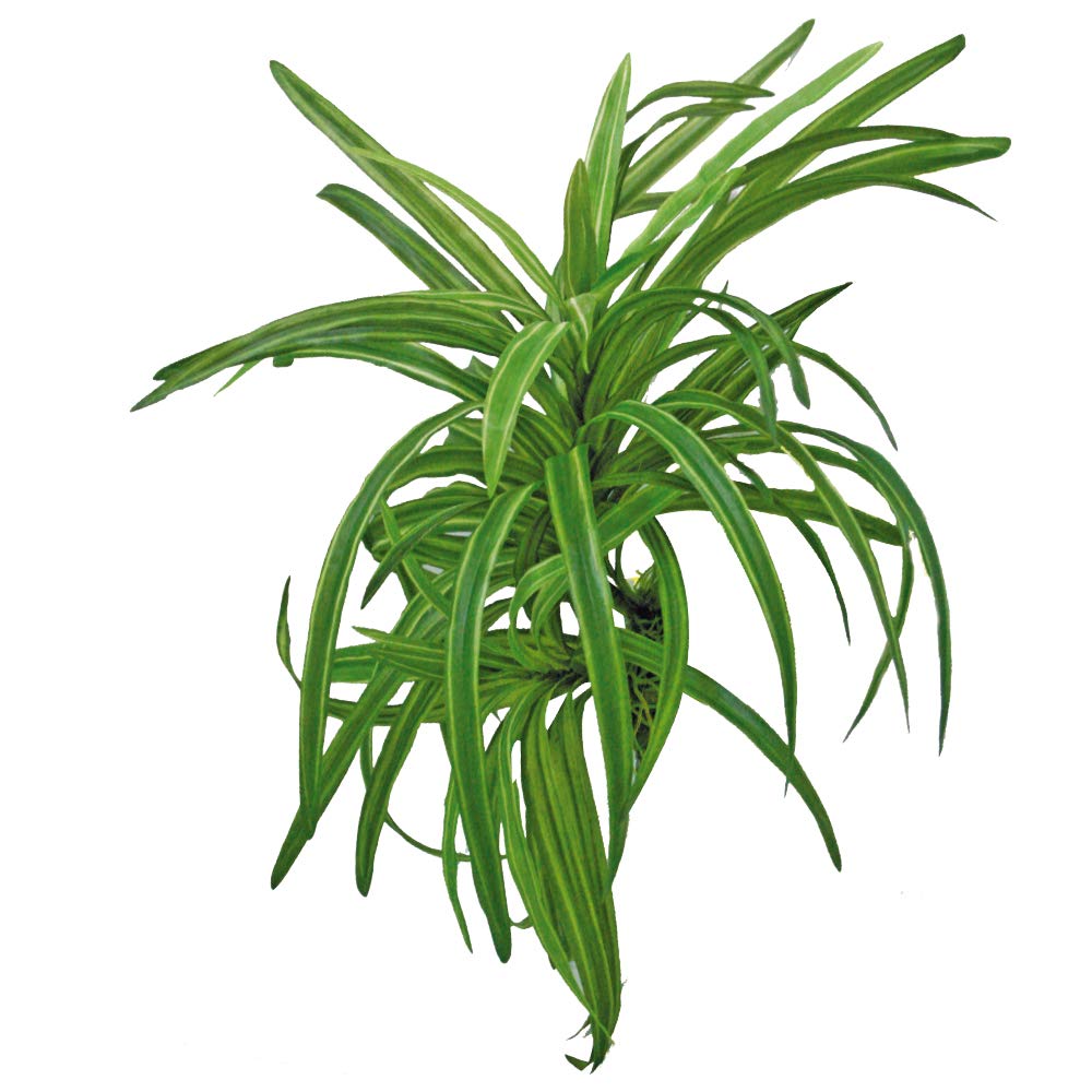 Wave Plant Replica Dracena, 25 cm