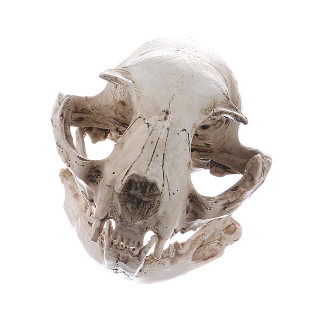 Ououlajy Realistic Resin Cat Skull Replica Teaching Skeleton Model Ornament