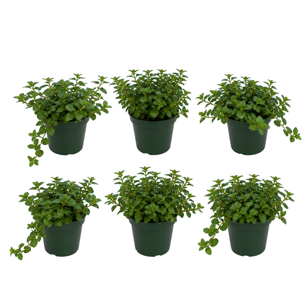 Mentha Piperita Menta Chocolate - Conjunto de 6 Plantas - 25-30 cm de Altura - para Cocina y Balcón - DECOALIVE