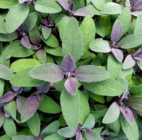 100pcs Purple Sage Plant Seeds