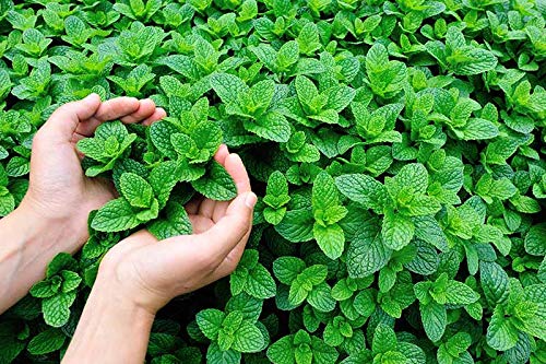 See full amazon price history chart for Bhajanlal Greenery Papermint | Pudina | Herb Plant with 4 Inches Pot Bhajanlal Greenery Papermint | Pudina | Herb Plant with 4 Inches Pot (B08ZYYC7HF) Amazon Price History, Amazon Price Tracker