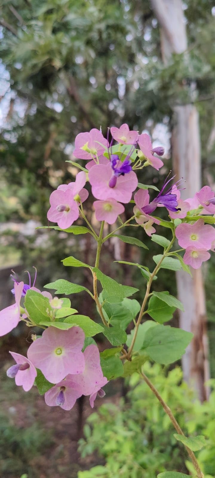 Nature Sense Holmskioldia tettensis or Karomia tettensis (Purple Chinese Hat,  Tahitian Hat Plant, Northern Chinese Hats) Low Watering Indoor Live Plants  - Pack of 1 : Amazon.in: Garden & Outdoors