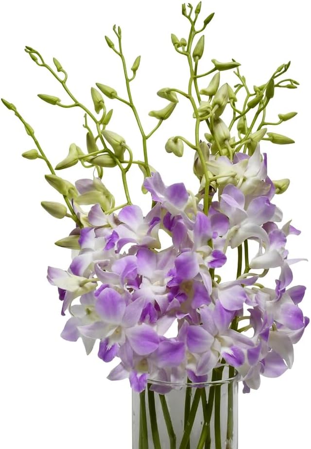 eflowerwholesale - Fresh Dendrobium Orchids Light Pink Lavender Tone 10 stems with vase