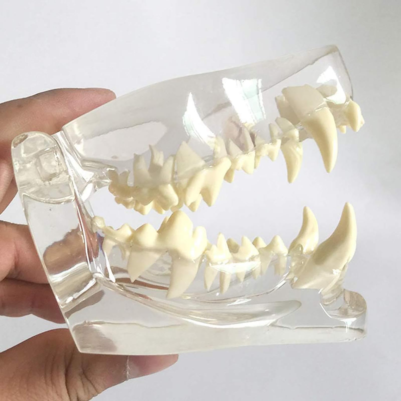 Modelo De Pino Canino Transparente con Dientes, Modelo De Pino para Anatomía Y Patología Felina para Formación Veterinaria, Ideal para Clínicas Dentales.