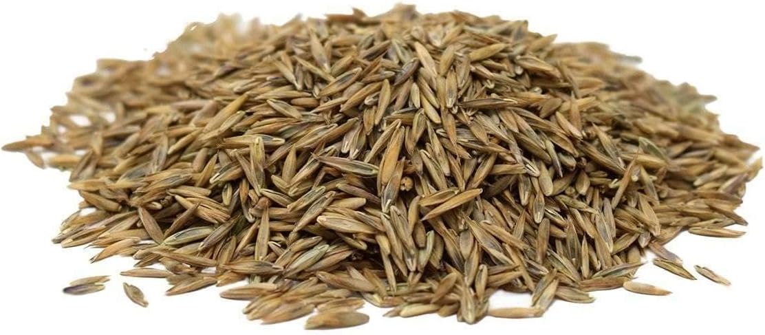 Hancock Seed Co. Titan RX Turf Type Tall Fescue Grass Seeds, 10 lbs.