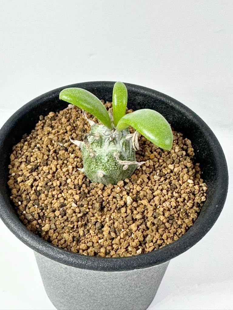 Amazon.co.jp: セネシオ サギナータ Senecio saginatus アフリカ