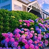 Mixrug Mix 62+ Hydrangea Seeds for Planting Outdoors,Hydrangea Flower Seeds...