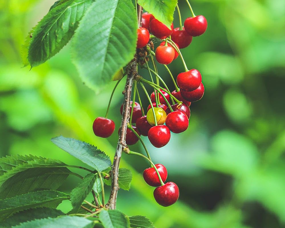Sylvia Cherry (HYBRID Air Layering) Clone type hybrid - 1 Healthy Live Super Yielding Early Fruting Sylvia Cherry Fruit Plant 1-1.5 Ft Height in Nursery Grow Bag for Home Garden Next Year Get Fruits (B0CK4Y9DL6) Amazon Price History, Amazon Price Tracker