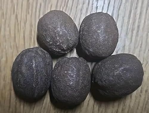 Silver Bismarckia Palm Tree - 5 Seeds - Stunning Tropical Addition for Your Landscape