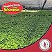 Dairyland Management LLC Fresh American Ginseng Roots (16 oz)