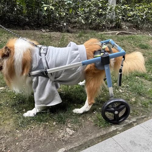 Chariot pour chien handicapé pour retrouver le plaisir des balades