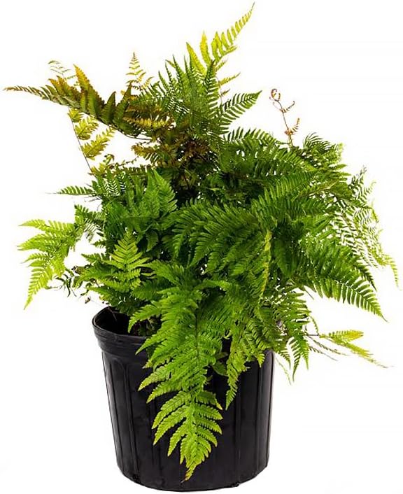 American Plant Exchange Live Autumn Fern – 10-Inch Pot – Hardy Outdoor Plant with Copper-Toned Fronds, Easy Care Shade-Loving Fern for Patios, Gardens, Containers & Woodland Landscapes