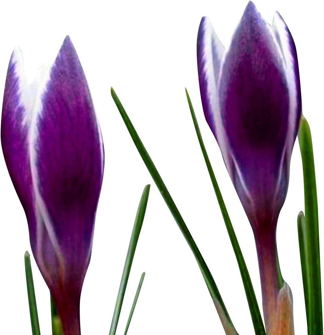 Nema Saffron Flower Saffron Crocus Floresling Seeds-Purple-20Pcs