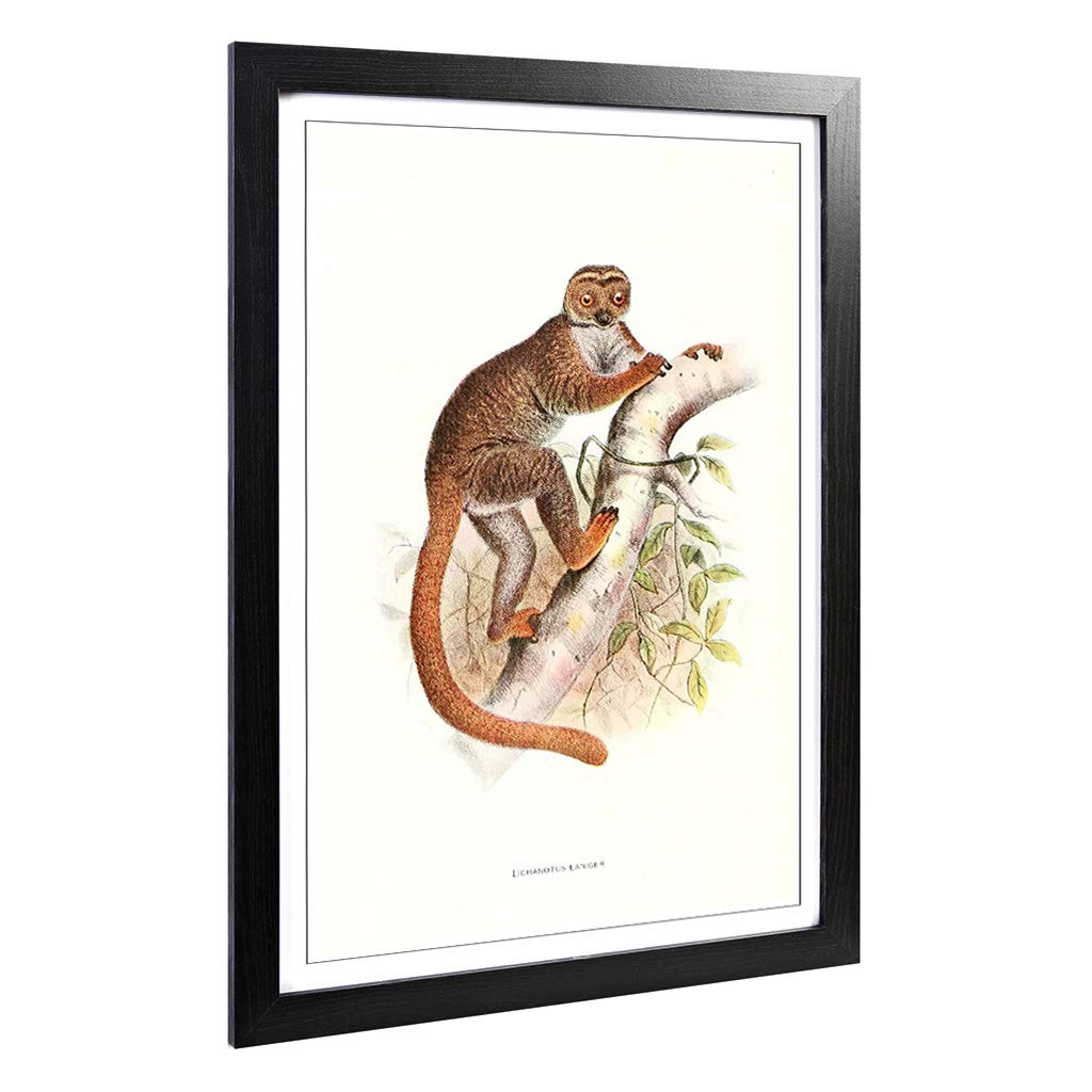 Big Box Art Framed Print of Vintage Joseph Wolf Woolly Lemur Design | Wall Art Picture | Home Decor for Kitchen, Living Room, Bedroom, Hallway, Black, A2 / 24.5x18 Inch / 62x45cm