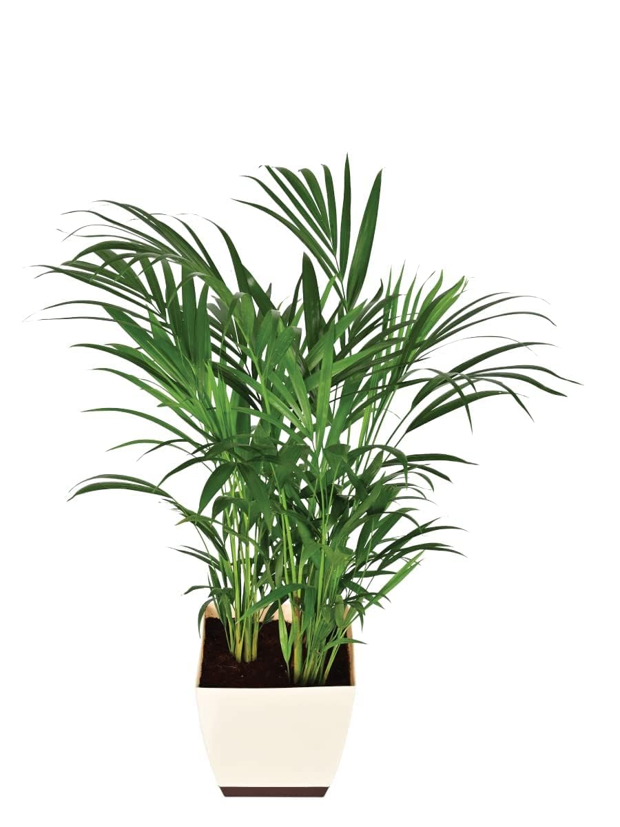 EverSneh Live Mini Areca Palm Air Purifier Natural Live Plant For Indoor Balcony Plant With Black Plastic Pot (B0CR6JWQSL) Amazon Price History, Amazon Price Tracker
