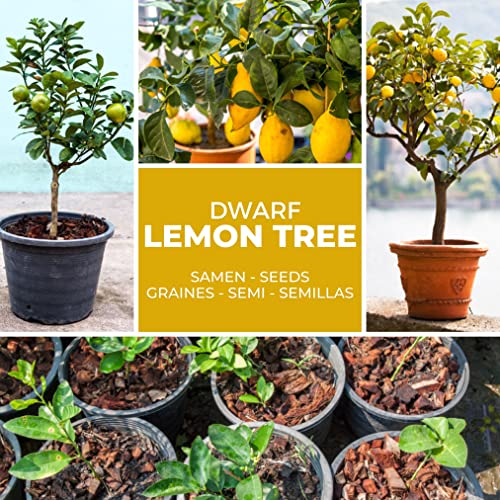Mini Zitronenbaum Samen - 10 Stück/Pack - Zitrone - Citrus - Bonsai geeignet