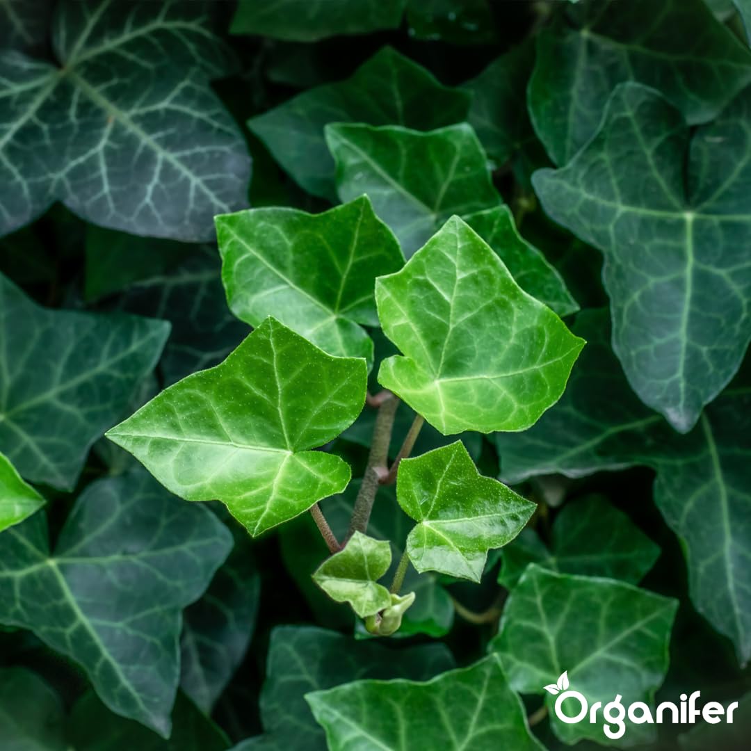 Fertilizante Líquido - 10L - Para Hiedra - NPK 2-1-8 | Crecimiento Saludable Y Plantas Robustas - Organifer