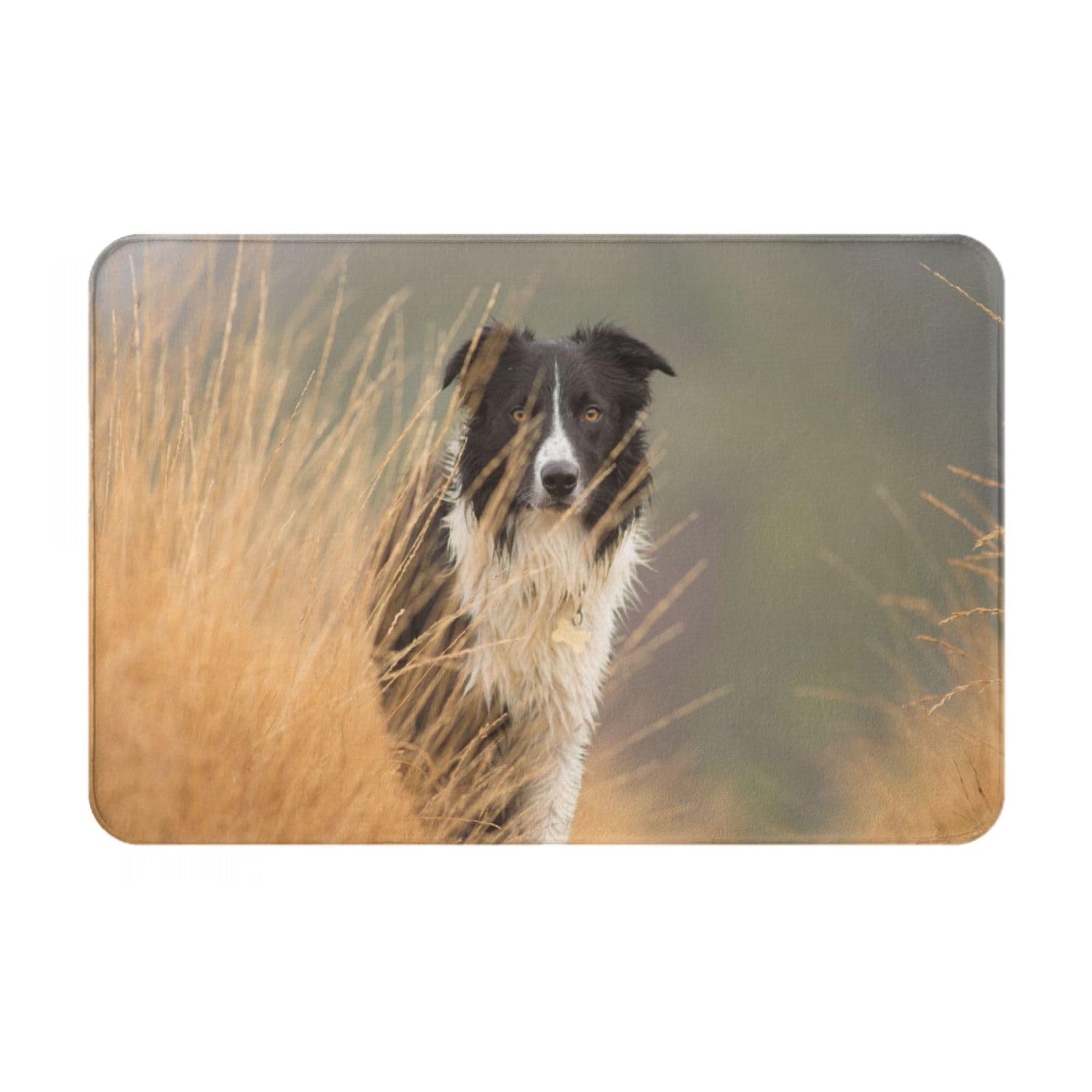 YOFIEN Border Collie Lawn Pets Black White BorderBathroom Rugs，door Mat Washable Non Slip indoor doormat, 24x16inch