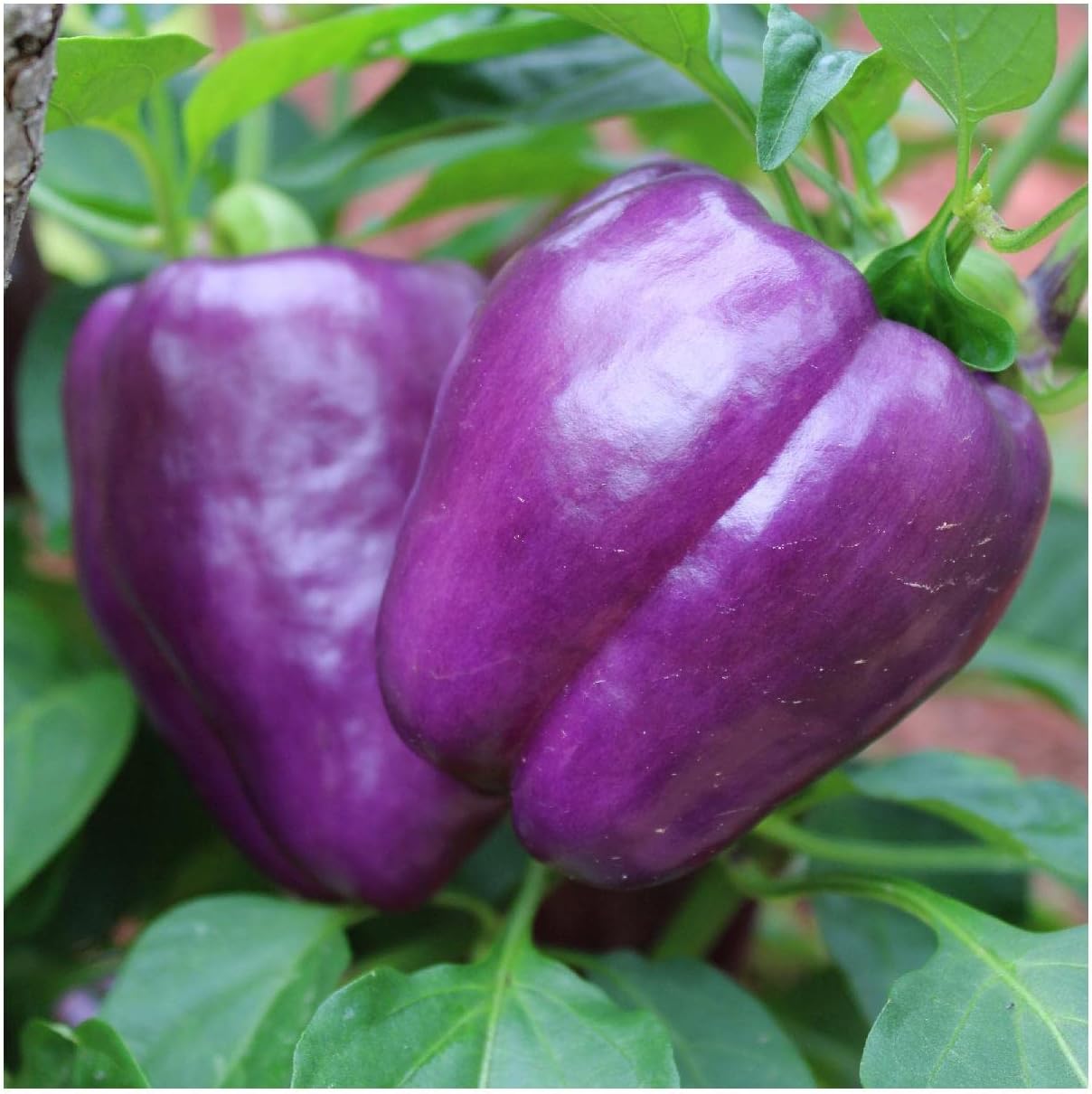 Everwilde Farms - 1/4 Lb Purple Beauty Sweet Pepper Seeds - Gold Vault