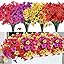 Mix Purple Red Rose Yellow