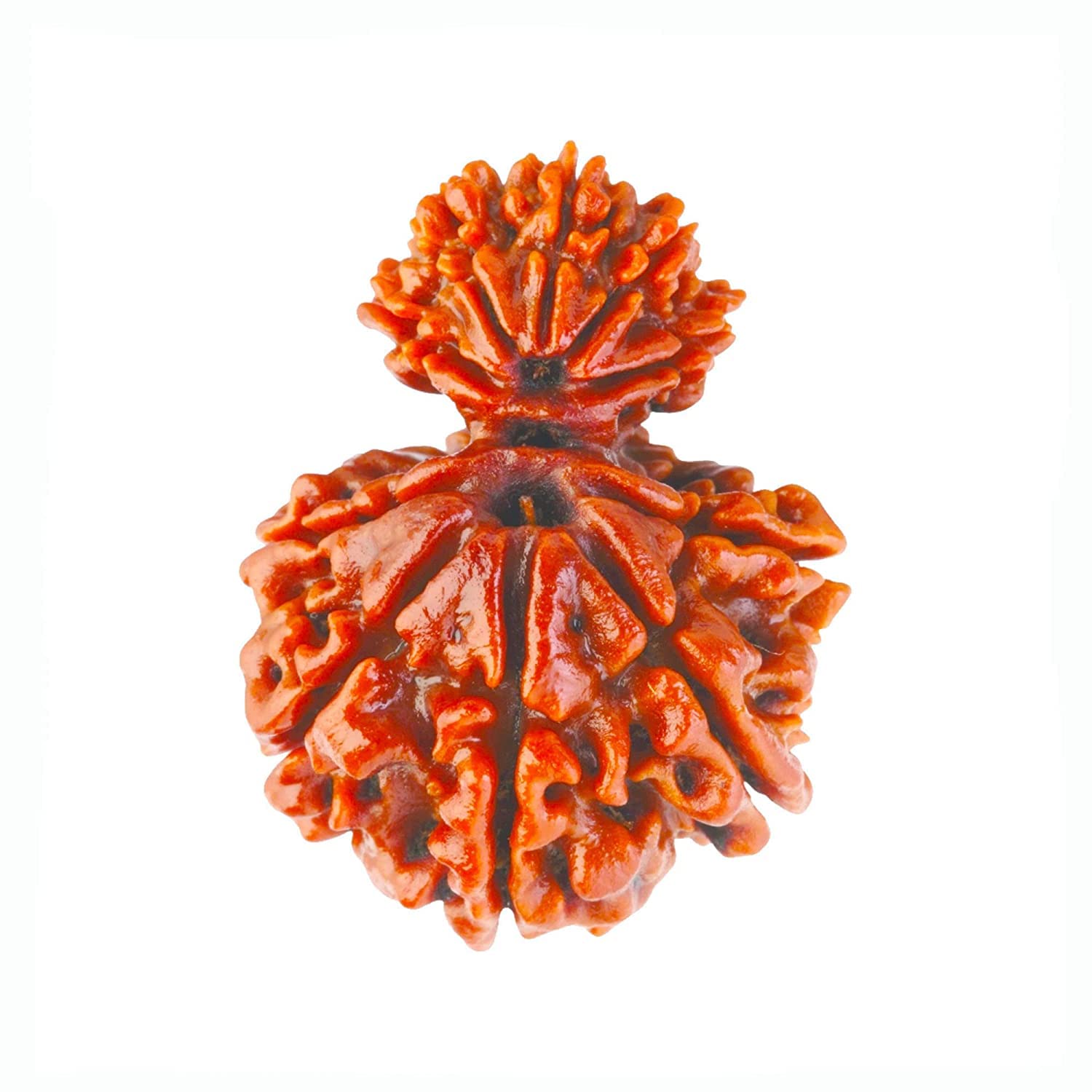 See full amazon price history chart for Saubhagya Global Garbh Gauri Rudraksha Lab Certified Siddha in Handmade Tassel, Nepalese Beads, Size 16-22mm, Color-Brown Saubhagya Global Garbh Gauri Rudraksha Lab Certified Siddha in Handmade Tassel, Nepalese Beads, Size 16-22mm, Color-Brown (B0C2KVPDK5) Amazon Price History, Amazon Price Tracker