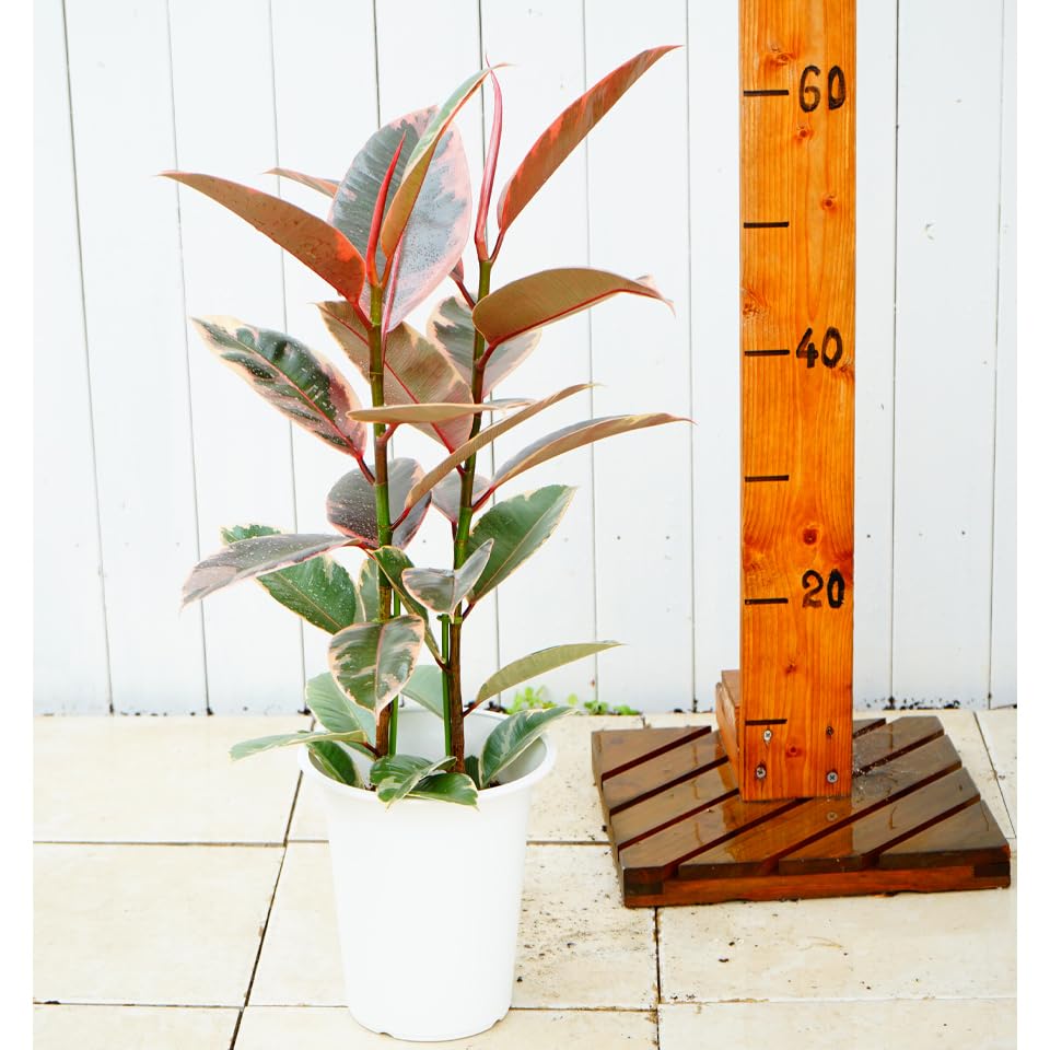 Amazon.co.jp: はなみどり 観葉植物 フィカス ルビー 6号鉢 1鉢 本物