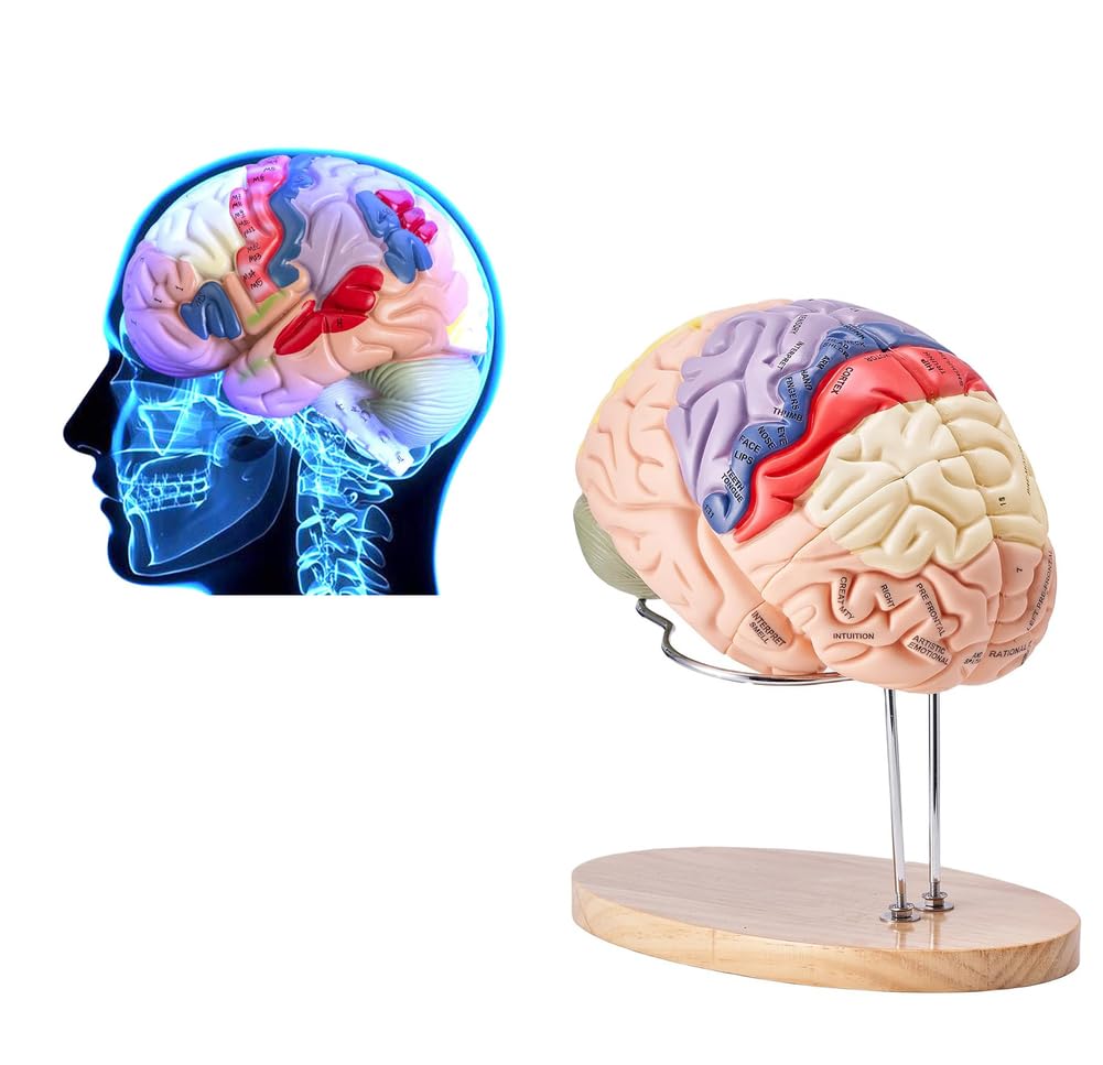 Model ludzkiego mózgu, anatomiczny model naturalnej wielkości do nauczania w klasie nauki, szczegółowy stojak ekspozycyjny z anatomią
