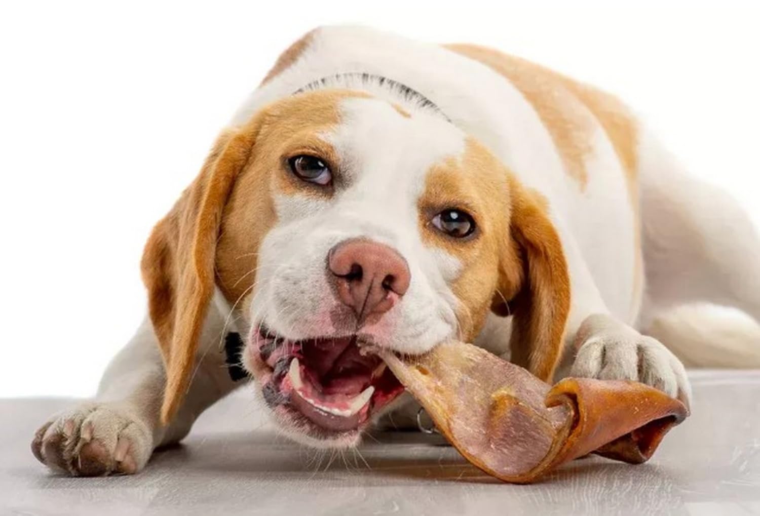 Snacks Naturales Deshidratados para Perros, 20 unds. (Orejas de Cerdo) | Chuches Deshidratadas de Carne Seca