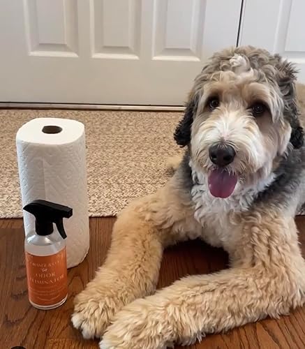 Miniatura 6 de Orange & Co. Eliminador tradicional de olores de mascotas, fórmula cítrica fuerte para olores difíciles de orina de perros y gatos en alfombras,