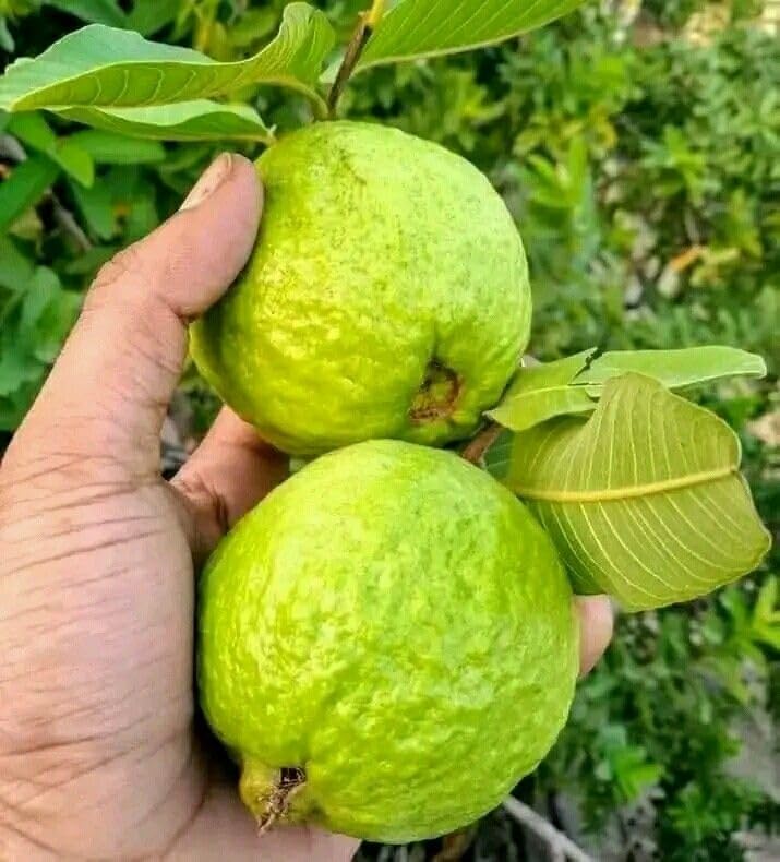 Image of Hybrid All Seasons Guava Fruit Tree Live Plant for Home Kitchen Terrace Garden Amrood Ka Podha Amrud Phal Ka Paudha Outdoor