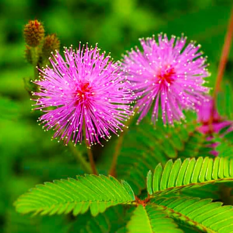 GreenHut - Sensitive Plant Seeds, Grow Your Own Touch Me Not, Lajwanti, Shy Plant, Mimosa Pudica Plant Seeds for Growing (100 Seeds) (B0CG1CWB4K) Amazon Price History, Amazon Price Tracker