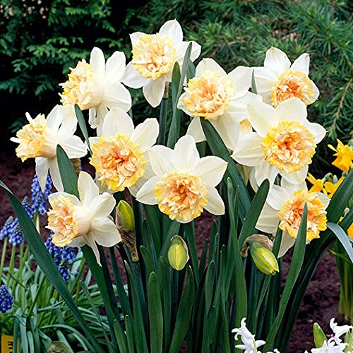 FernsFly® IMP. Daffodil Aromatic Flower Bulbs Winter Flower Home Pot/Land Gardening Bulbs Blooming planting (Pack of 1 Petit Four Daffodil) (B097HNW1FL) Amazon Price History, Amazon Price Tracker
